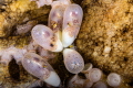   Weboctopus eggs  